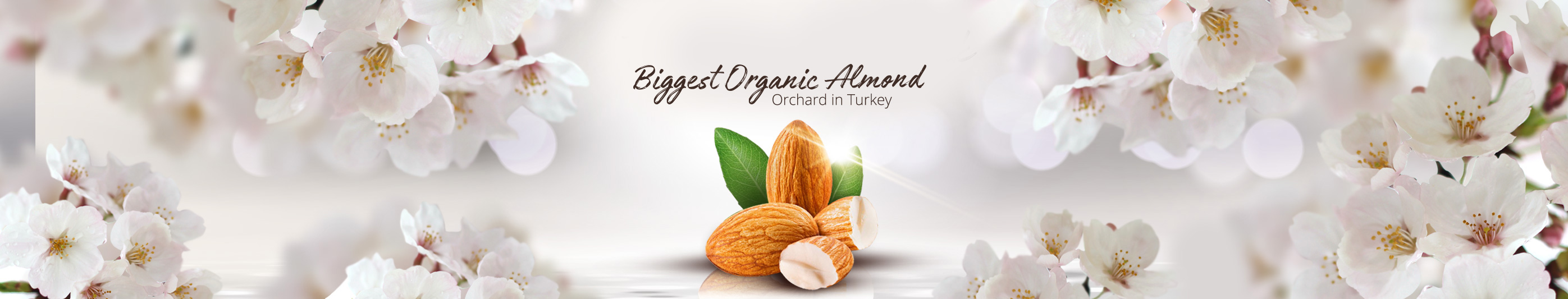 The Biggest Organic Almond Orchard In Turkey